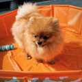 honden-piscina-arancione-bottoni-80-cm-swim-essentials-6