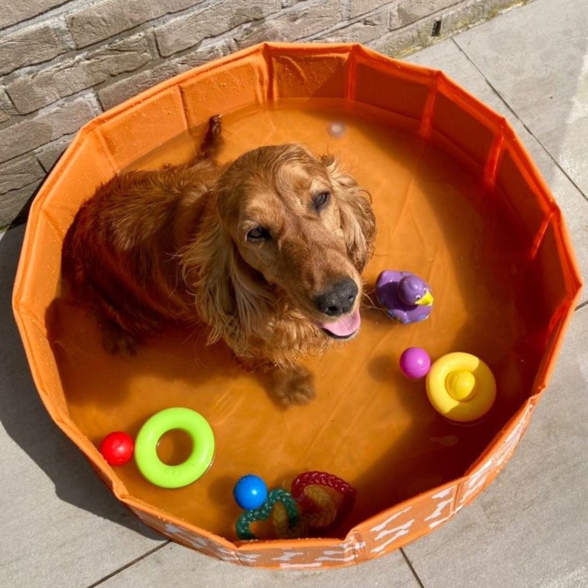 piscina-per-cani-arancione-bottoni-80-cm-swim-essentials-4