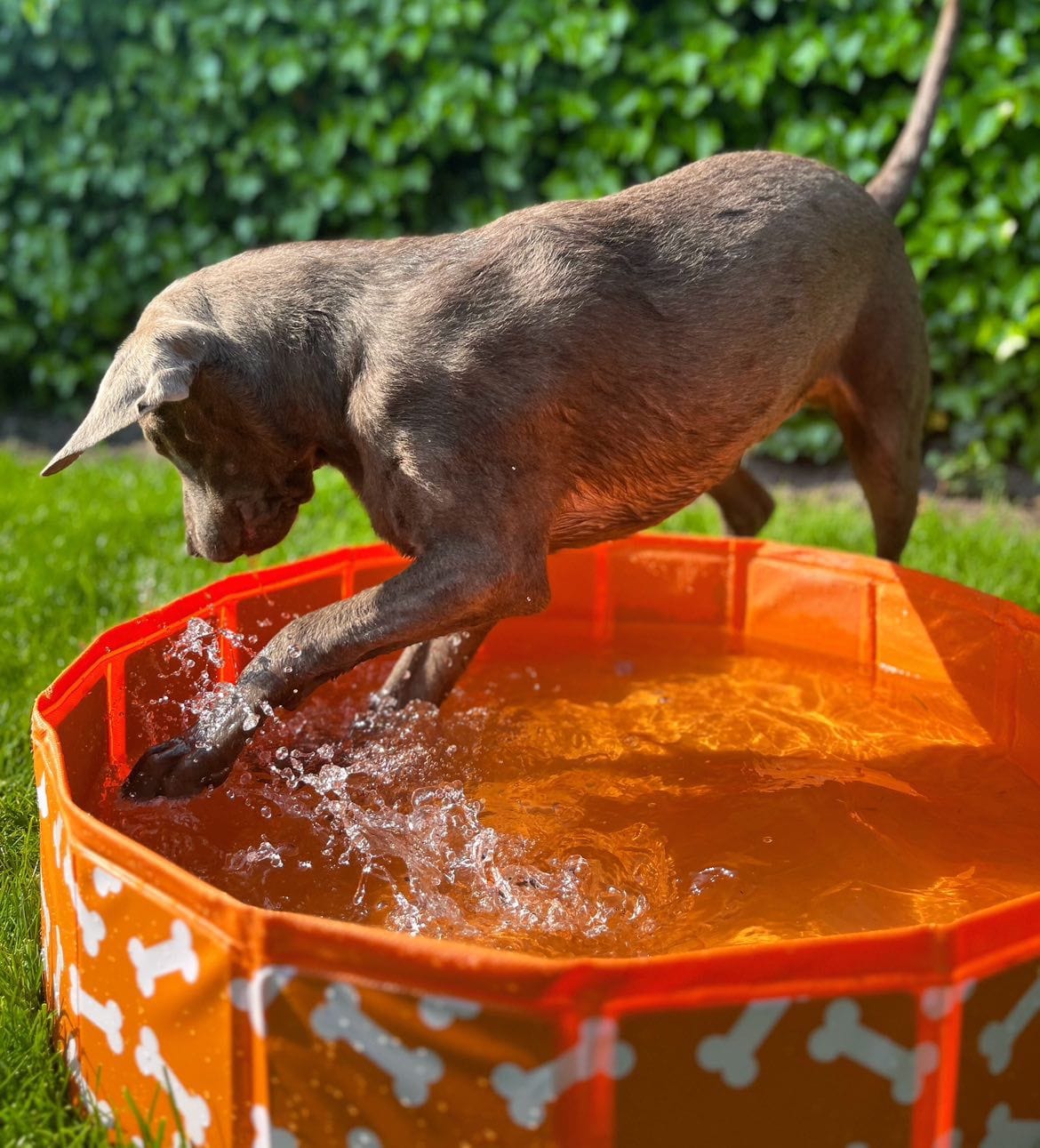 honden-piscina-arancione-bottoni-80-cm-swim-essentials-7